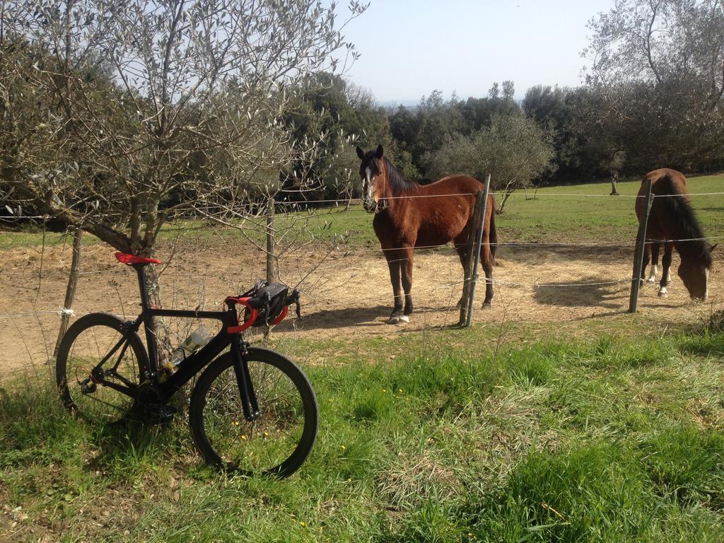 Tenuta Lupinari